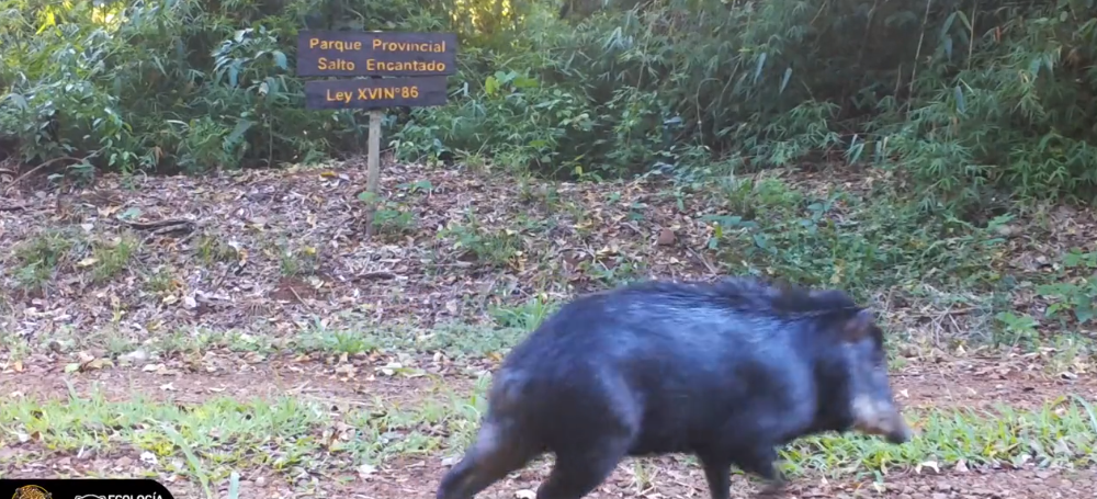 Pecaríes labiados se reproducen en el Valle del Cuña Pirú tras 15 años