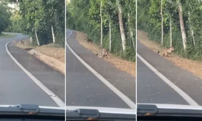 yaguareté y su cachorro