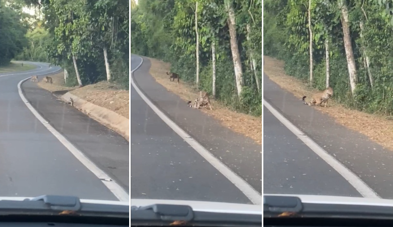 yaguareté y su cachorro