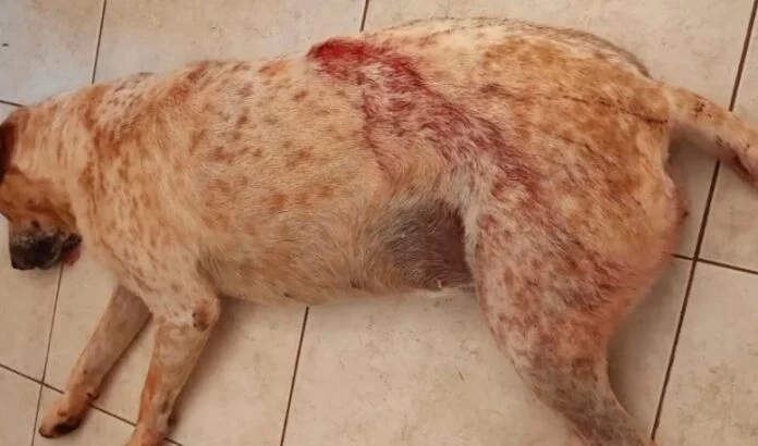 Disparó a un perro frente a su dueño de 12 años en Campo Ramón