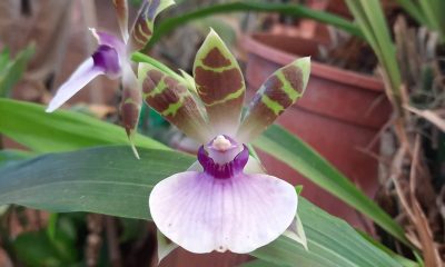 orquídeas nativas