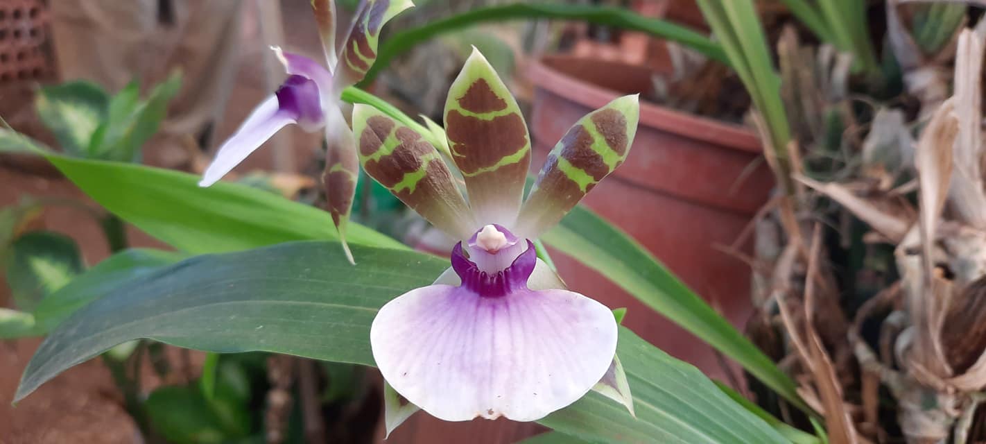 orquídeas nativas