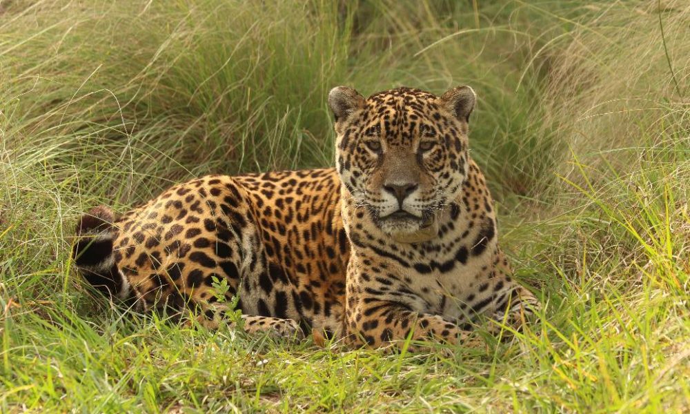 yaguaretés iberá murieron