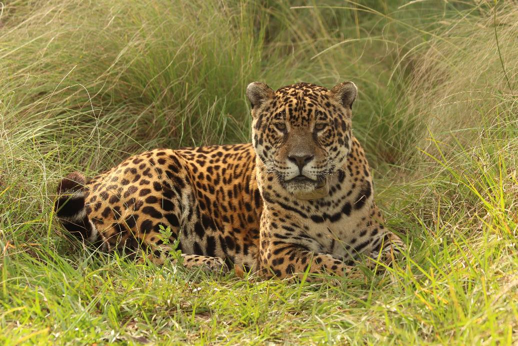 yaguaretés iberá murieron