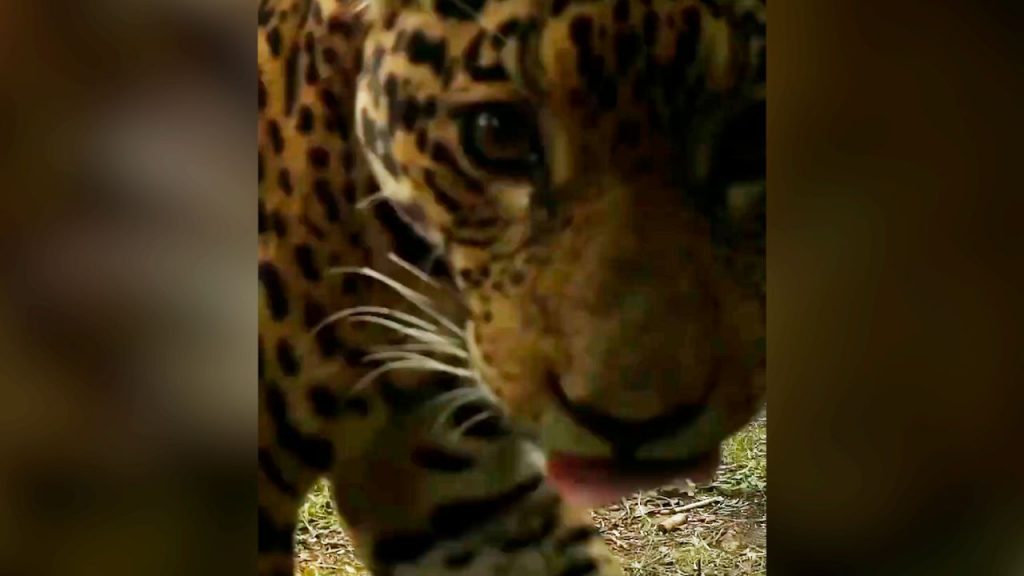 Captan a la yaguareté Kunumí y a su cría en una reserva de Andresito