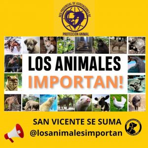 Activistas misioneros se movilizan mañana por el Día del Animal: "Somos su voz"