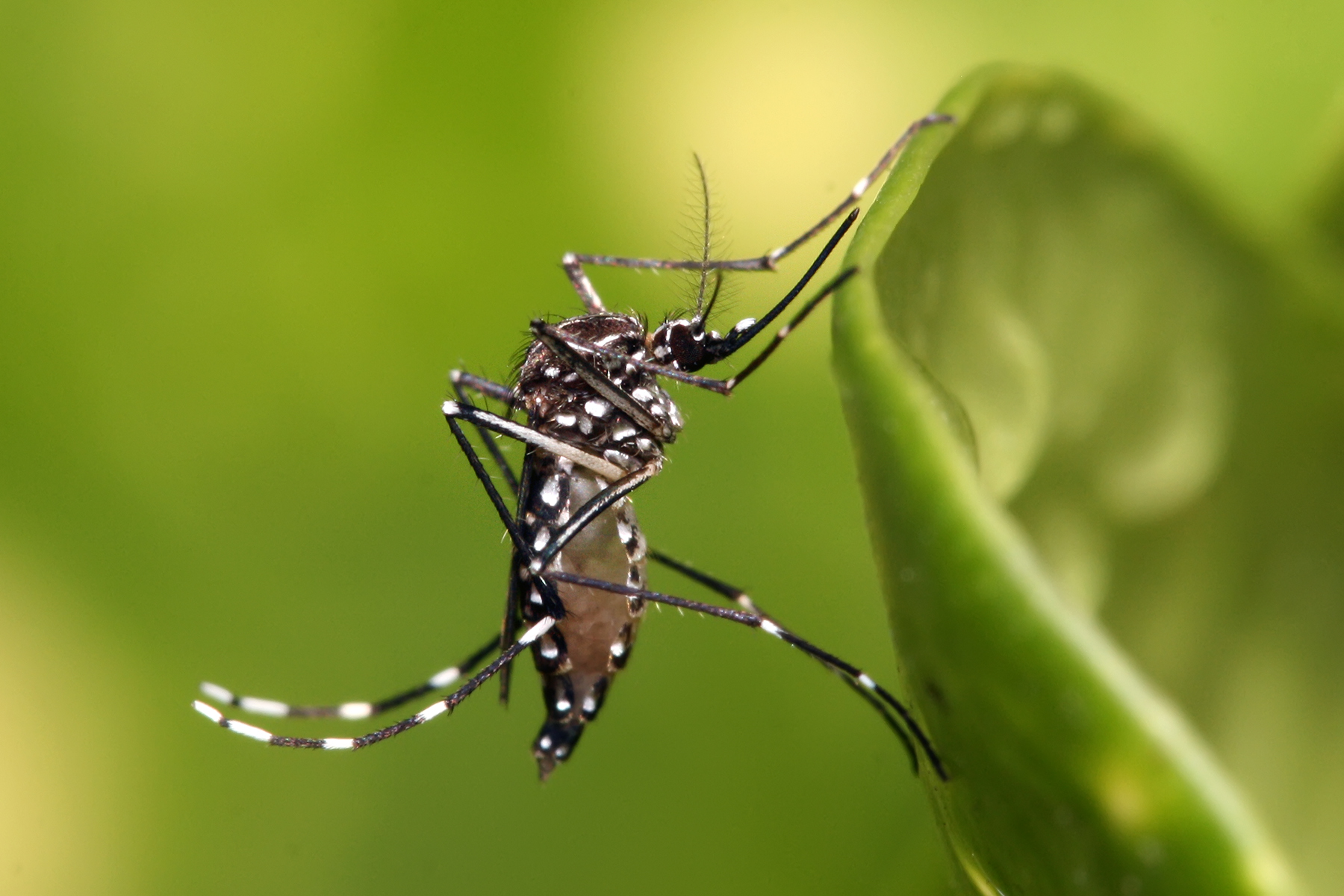 vacuna contra el dengue