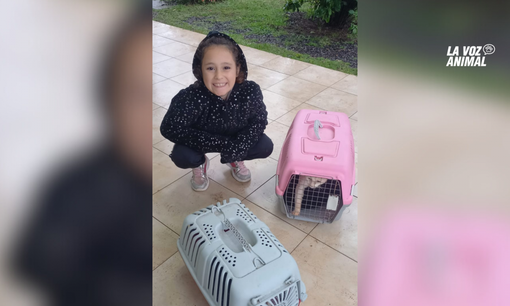 Niña de 9 años vio cómo abandonaron un gato y convenció a su mamá de adoptarlo