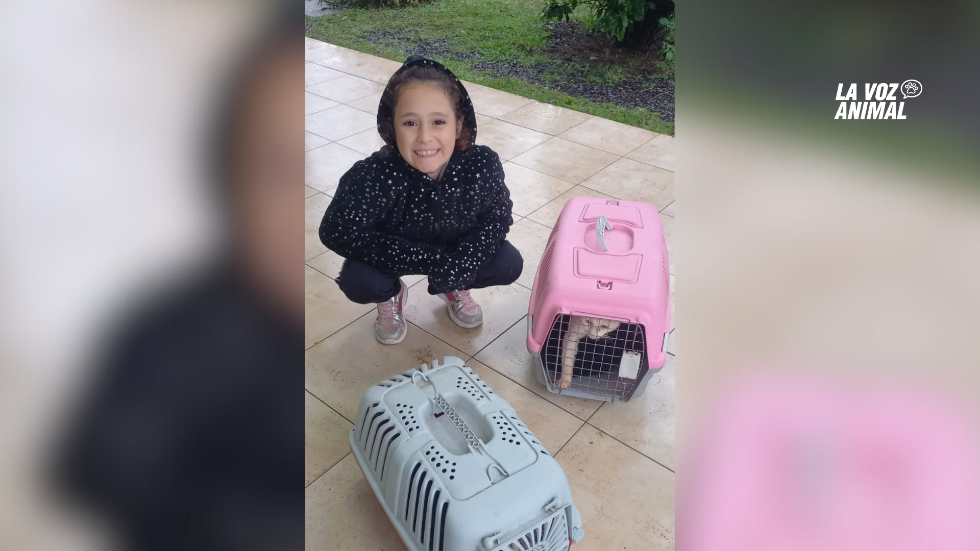 Niña de 9 años vio cómo abandonaron un gato y convenció a su mamá de adoptarlo