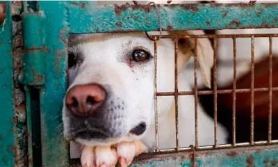 Activistas misioneros se movilizan mañana por el Día del Animal: "Somos su voz"