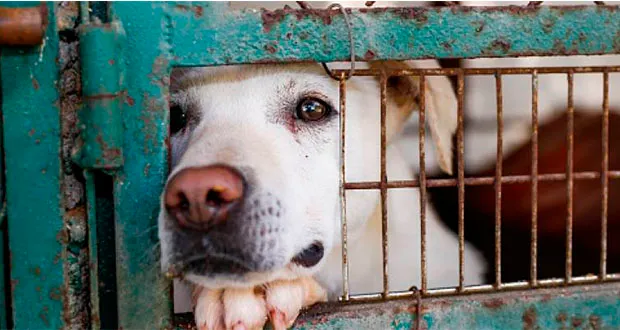 Activistas misioneros se movilizan mañana por el Día del Animal: "Somos su voz"