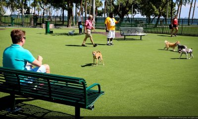 parque para perros