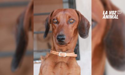 Familia de Itaembé Miní busca a su perro: "Lo levantó una Partner"