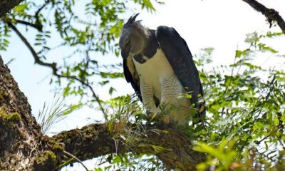 Águila