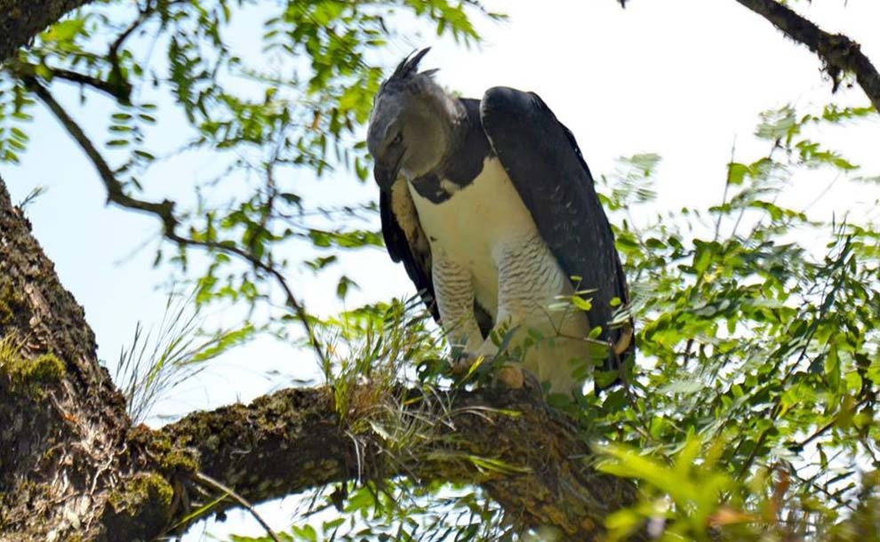 Águila