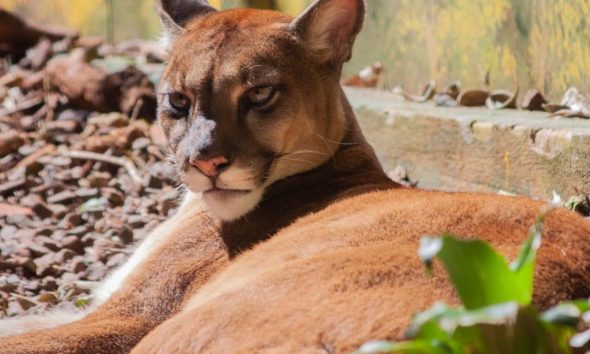 Güirá Oga puma