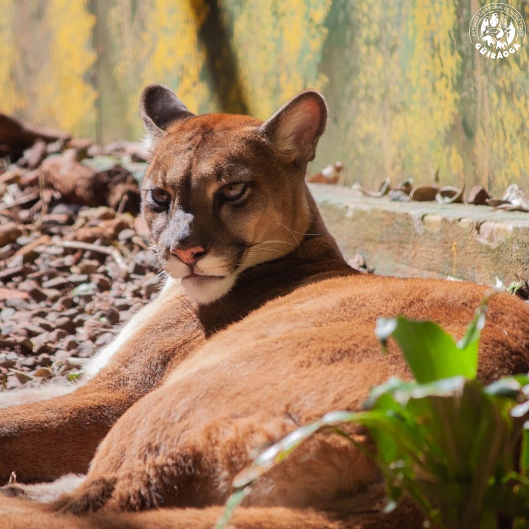 Güirá Oga puma