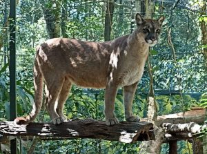 Güirá Oga puma