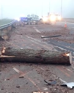 Carga de pinos se desprendió y provocó un accidente en San Ignacio