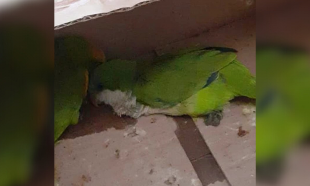 Detienen a tres personas por venta de loros en el barrio A-4