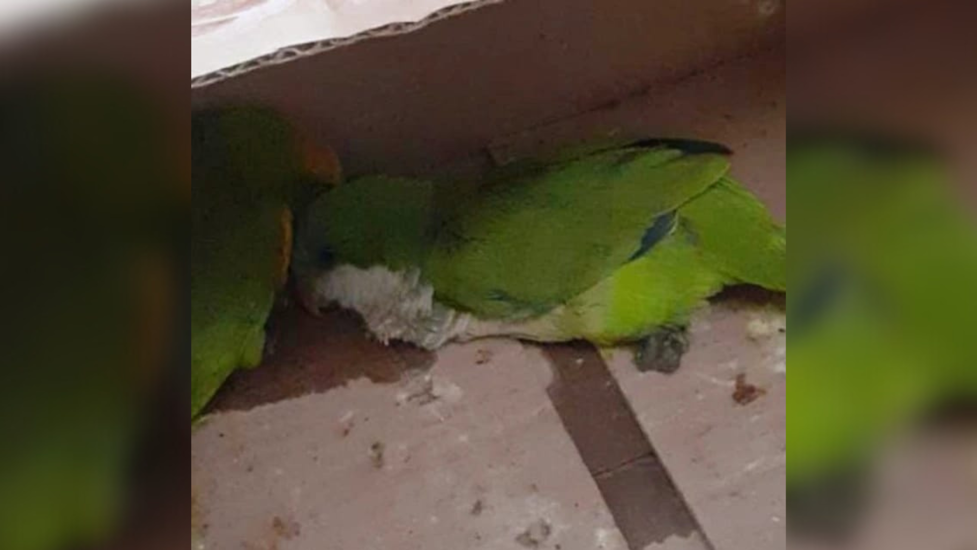 Detienen a tres personas por venta de loros en el barrio A-4