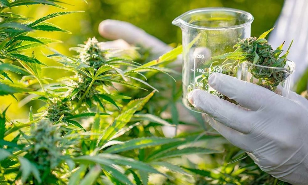 ONG y Unam buscan desarrollar variedad de cannabis para tratar la abstinencia