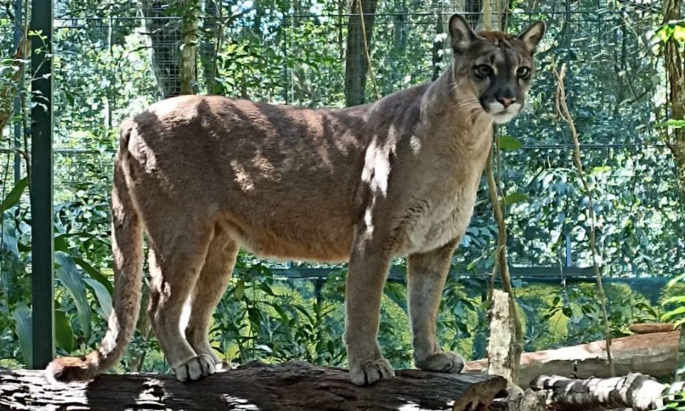 Güirá Oga puma