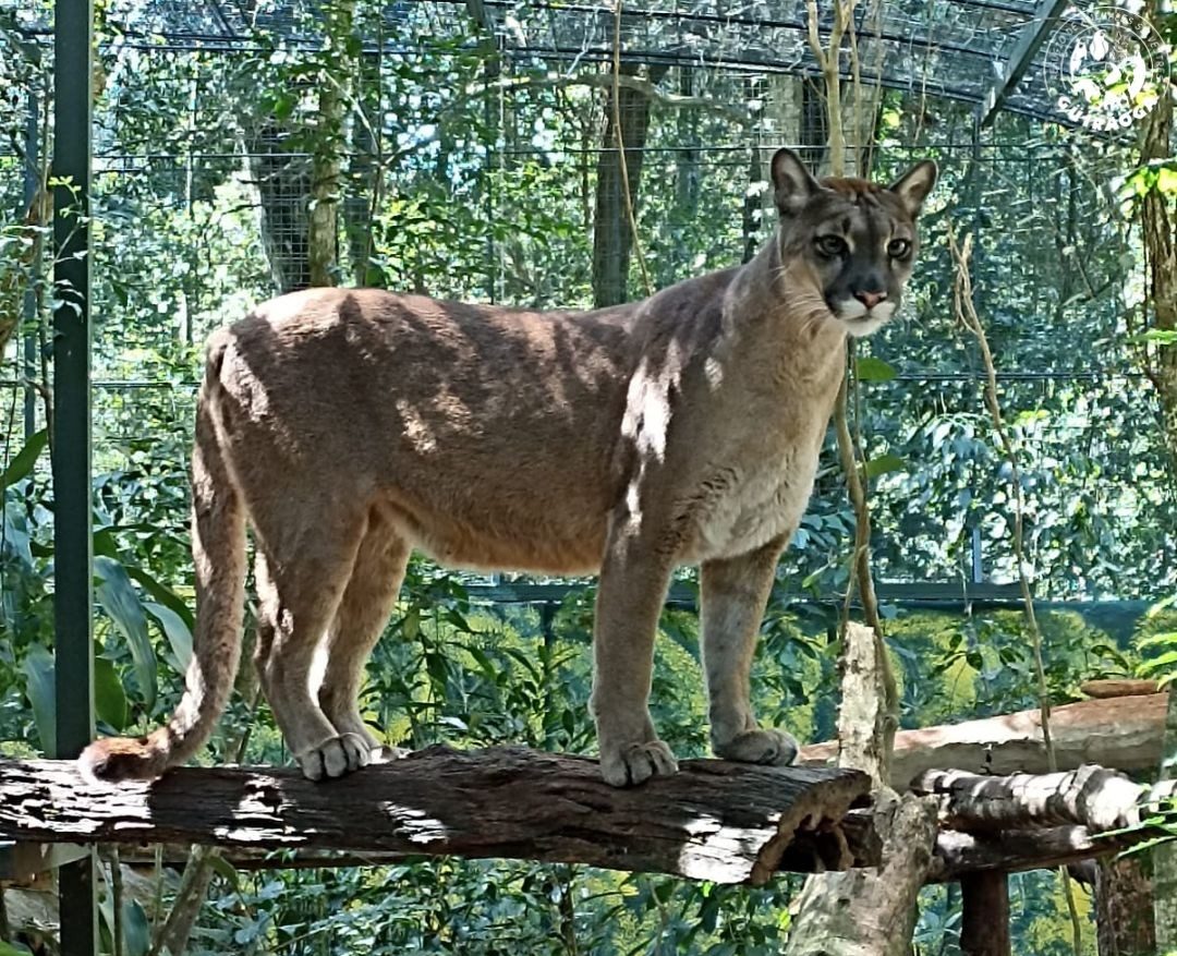 Güirá Oga puma