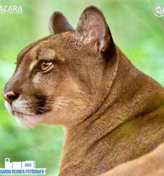 puma güirá oga