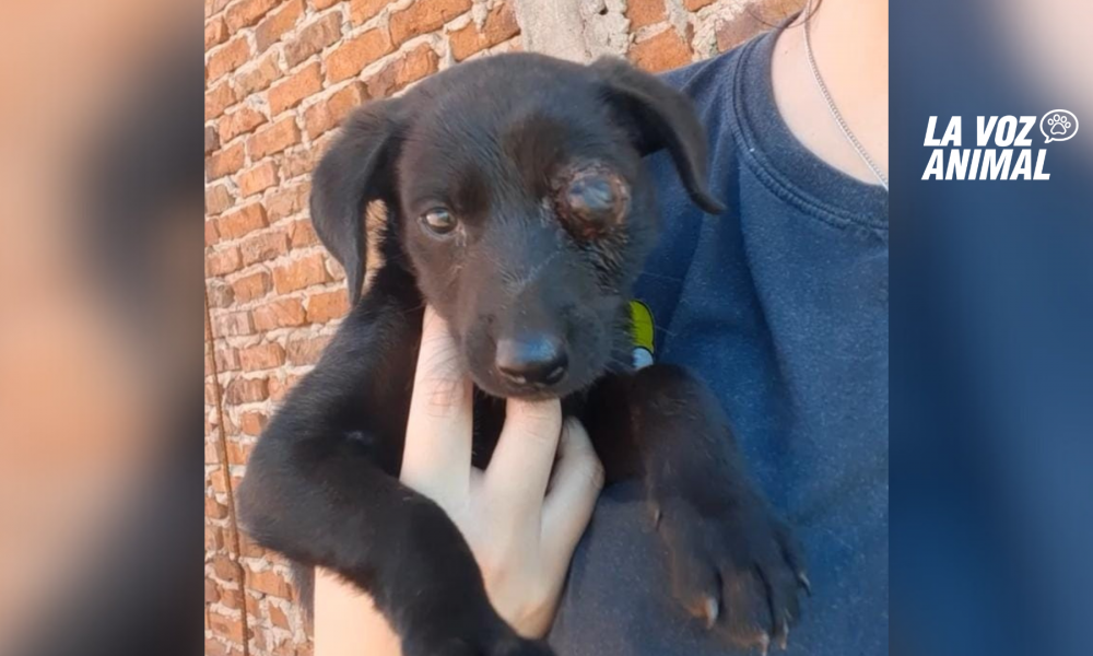 Necesitan $25.000 para amputarle ojo a cachorro abandonado en Garupá