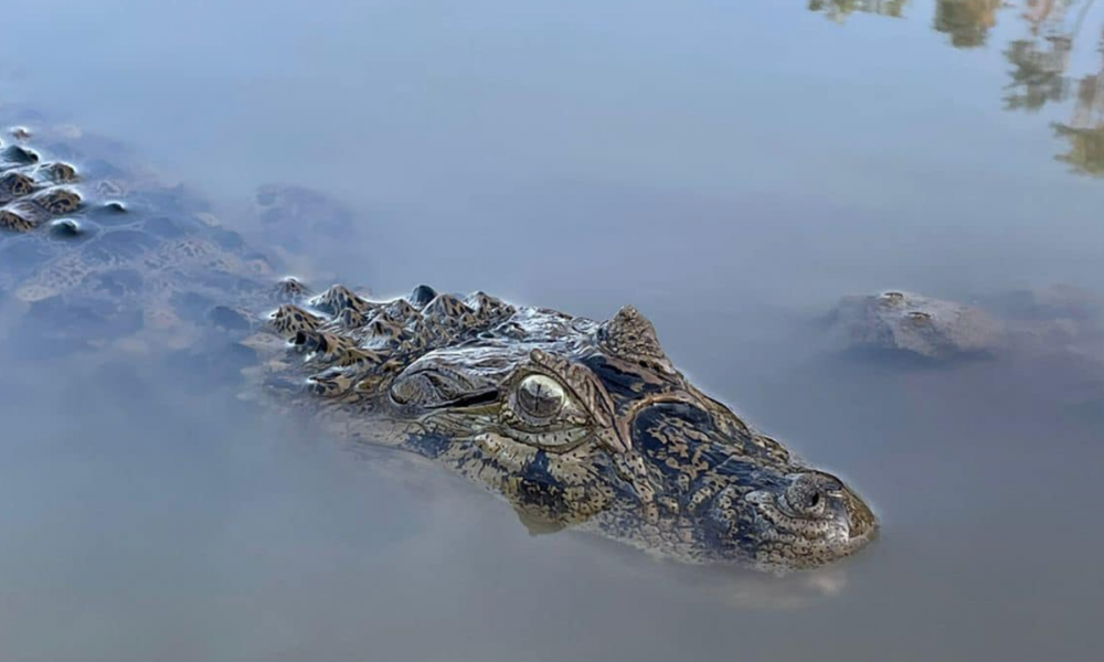 Cuidan a yacaré desde pequeño y buscarán "un lugar donde sea libre"