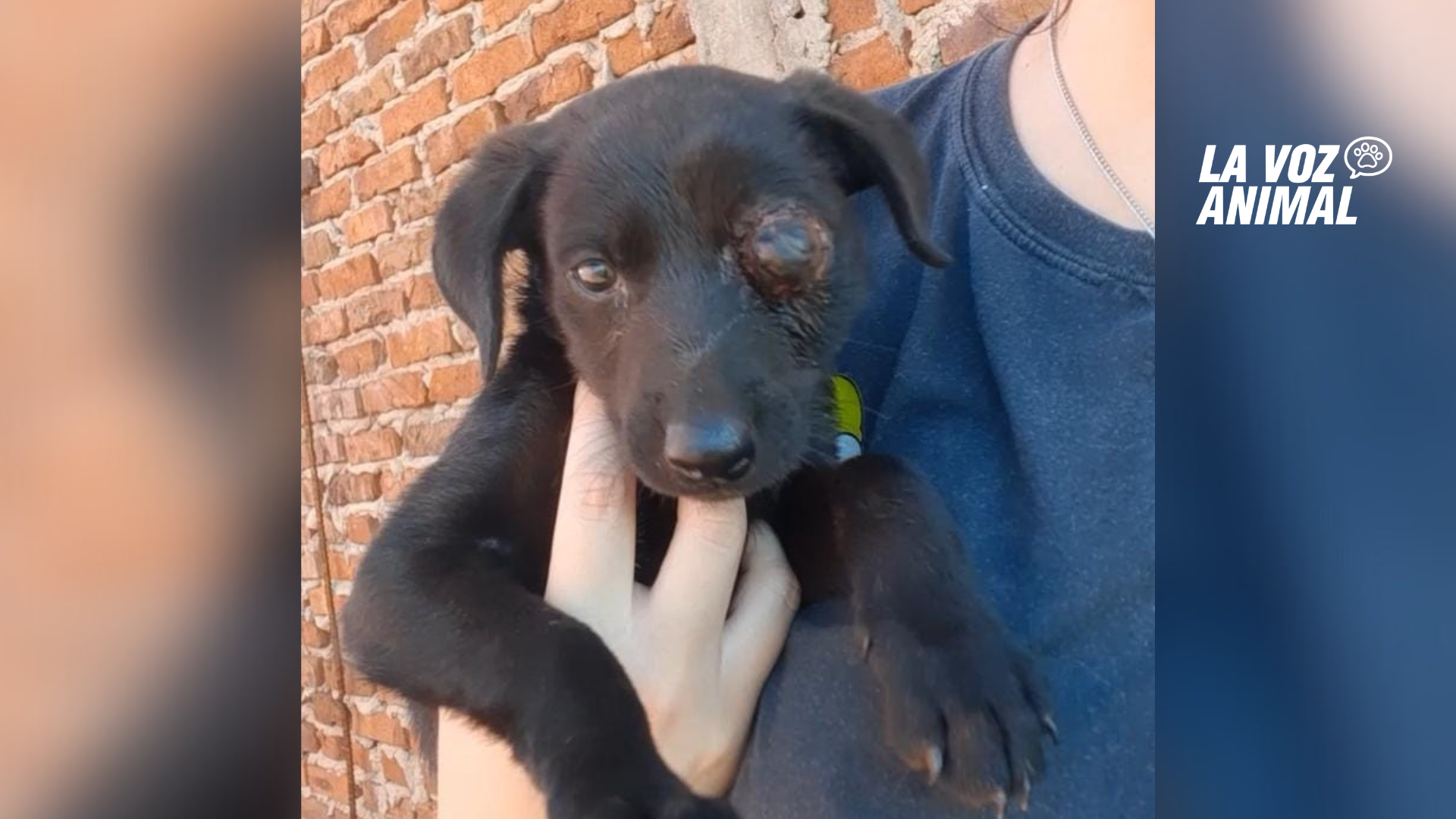 Necesitan $25.000 para amputarle ojo a cachorro abandonado en Garupá