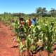 TTT: “Reglamentación de la Ley de Reparación Histórica de la Agricultura Familiar es un logro colectivo”