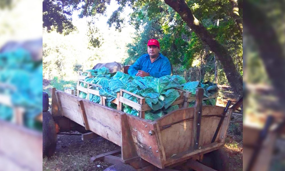 Pasó de producir tabaco a plantar alimentos: "Me cambió la vida" 