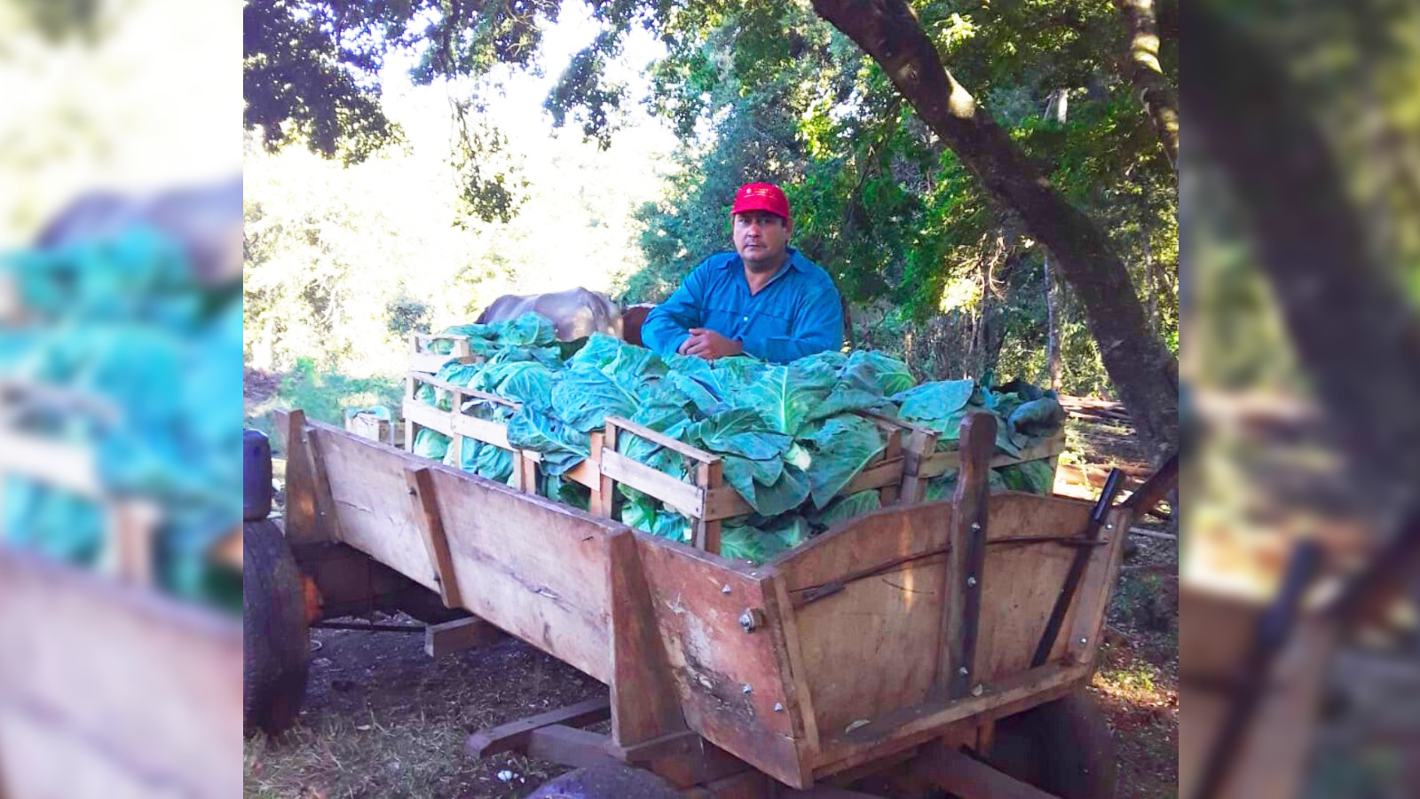 Pasó de producir tabaco a plantar alimentos: "Me cambió la vida" 