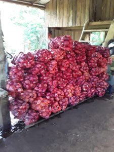 Pasó de producir tabaco a plantar alimentos: "Me cambió la vida" 