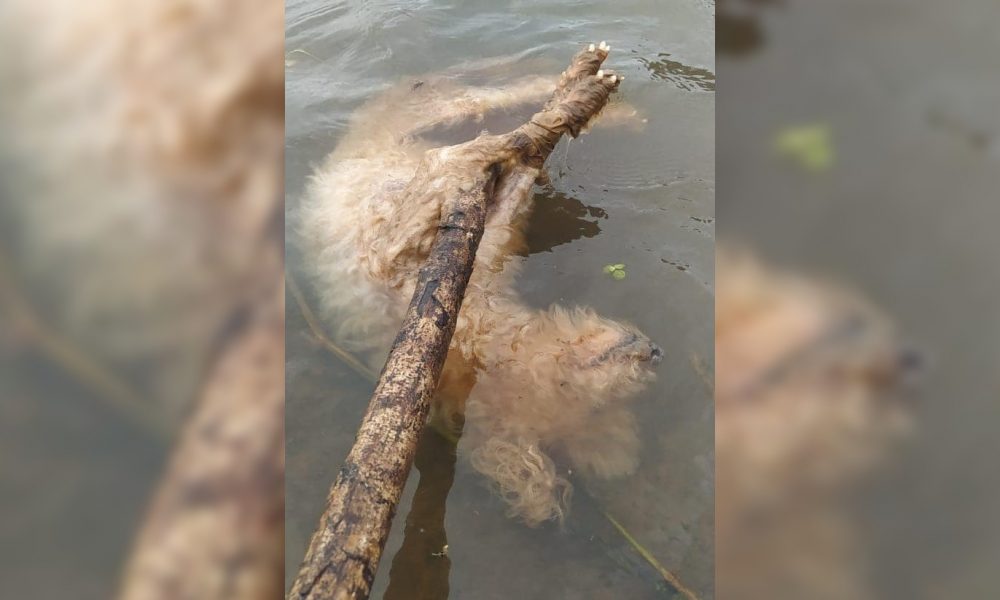 Tiraron al río a una perra con las patas atadas en Posadas