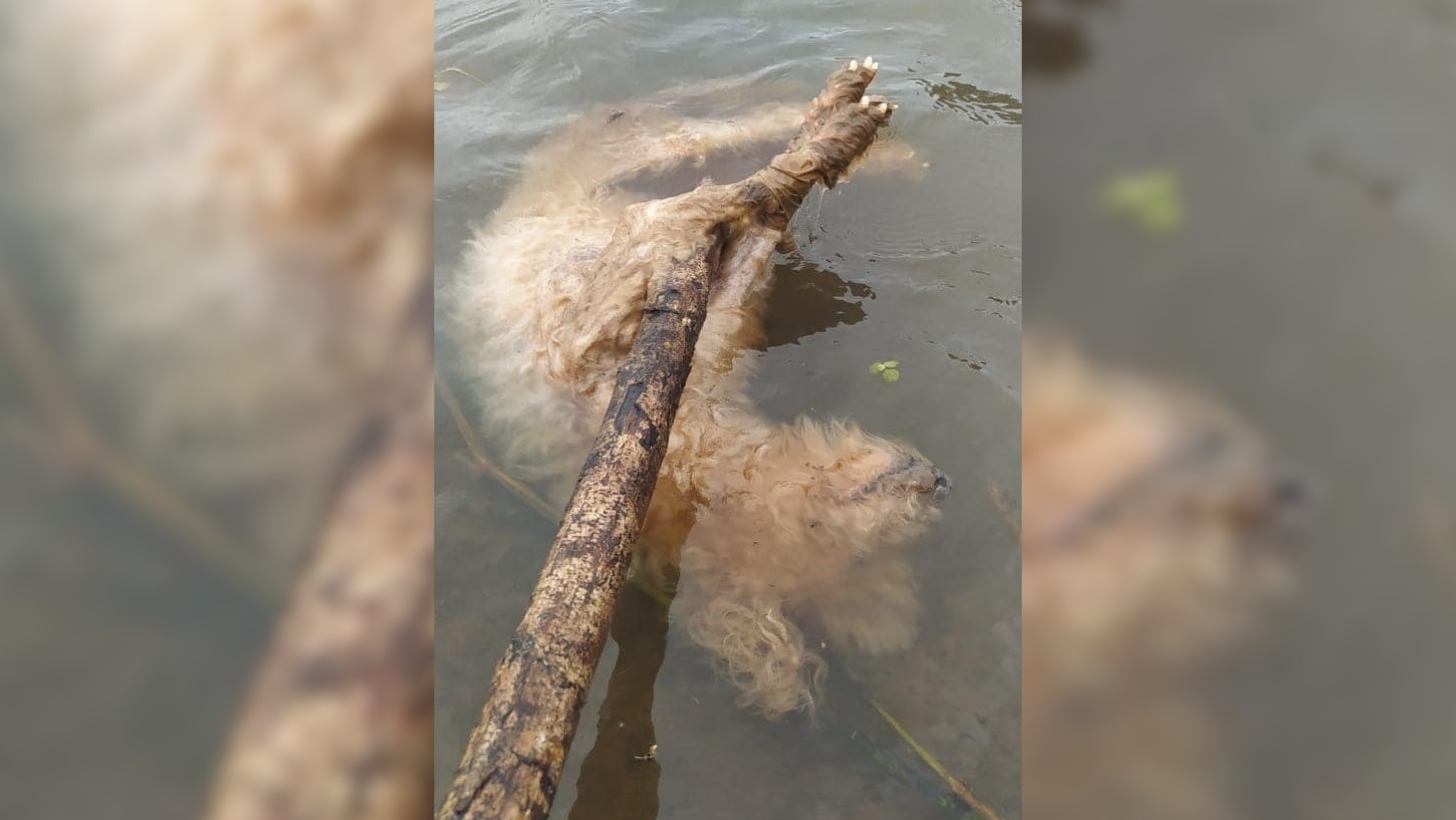 Tiraron al río a una perra con las patas atadas en Posadas