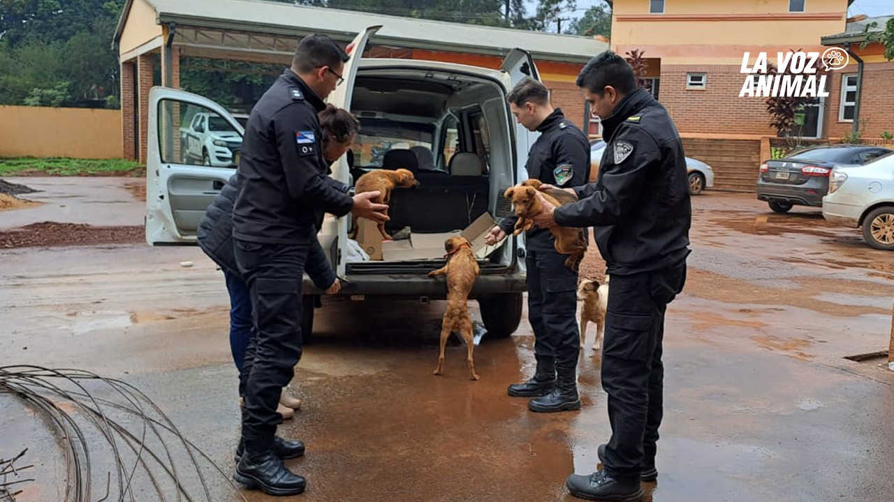 maltrato animal los helechos