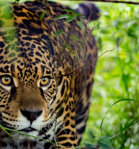 festival del yaguareté