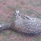 Murió un ciervo axis al que le cortaron las astas en San Vicente