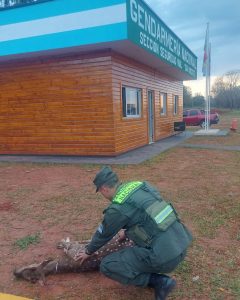 Murió un ciervo axis al que le cortaron las astas en San Vicente