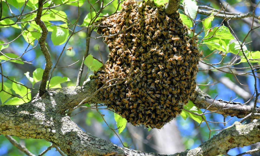 enjambre abejas