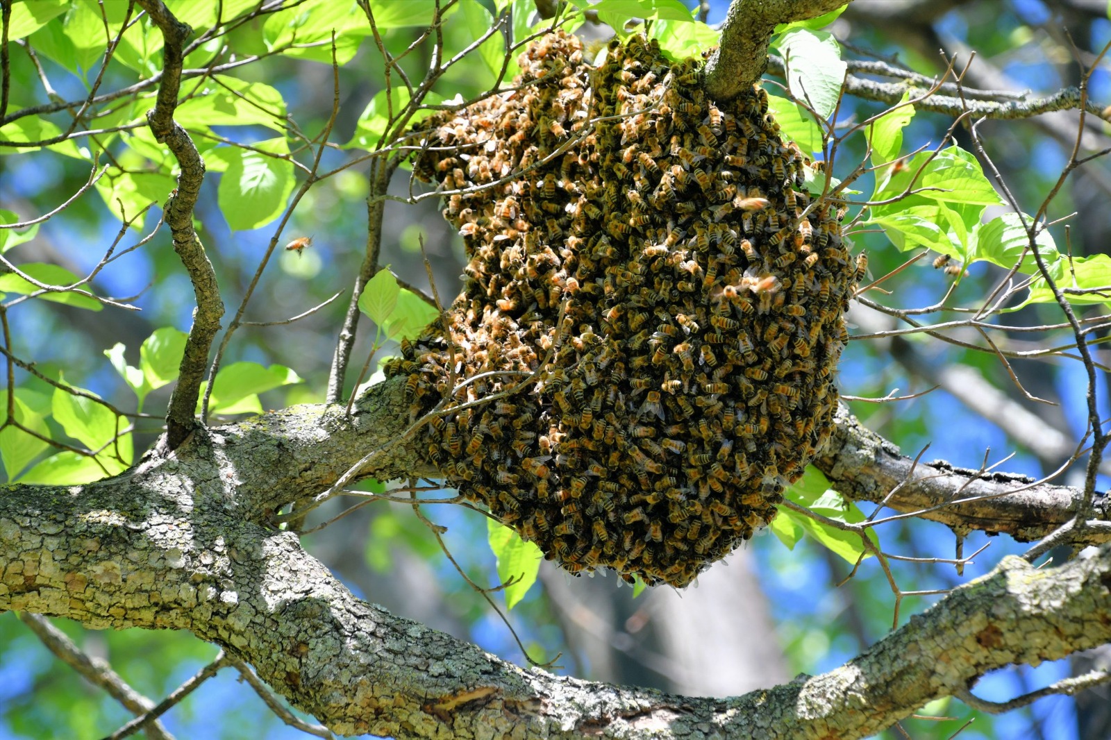 enjambre abejas