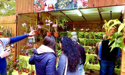 Orquideófilos harán expo en Posadas durante la Fiesta Nacional de la Orquídea