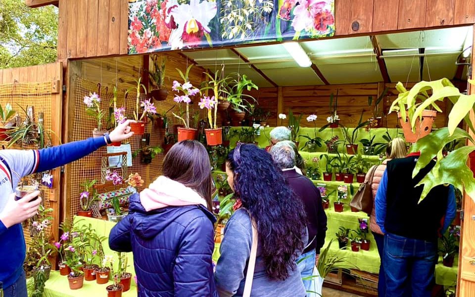 Orquideófilos harán expo en Posadas durante la Fiesta Nacional de la Orquídea