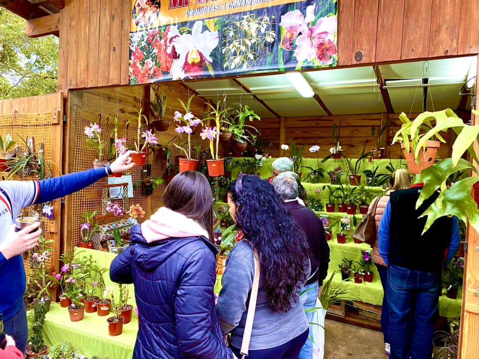 Orquideófilos harán expo en Posadas durante la Fiesta Nacional de la Orquídea