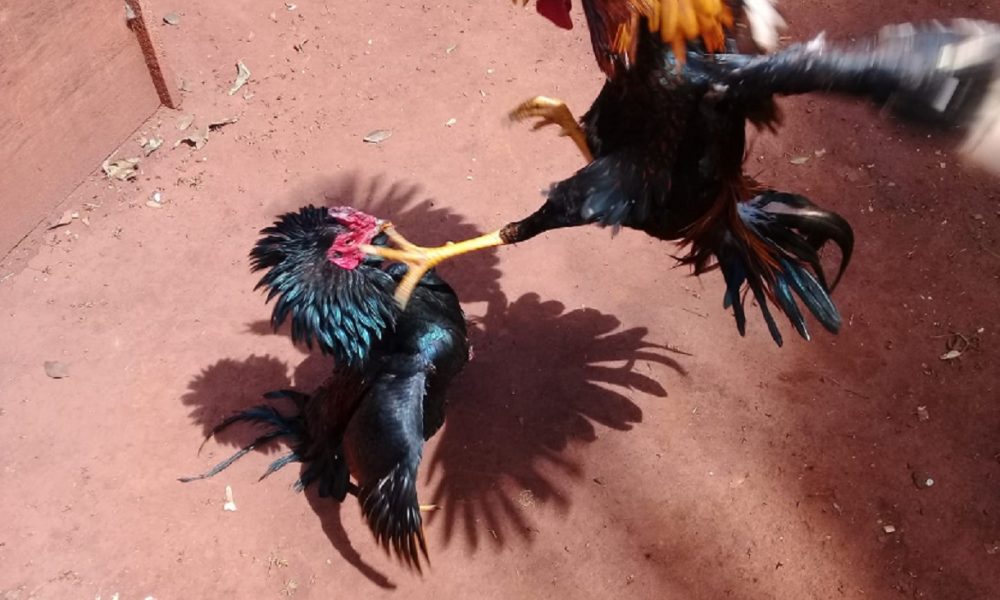 riña de gallos policía