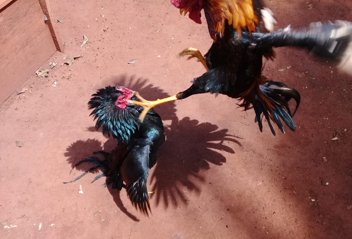 riña de gallos policía