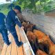 robo de vacas chacra irigoyen